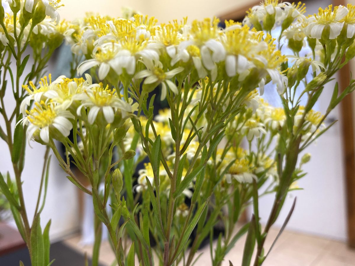 Solidago Sugar Kisses Solidago sugar kisses